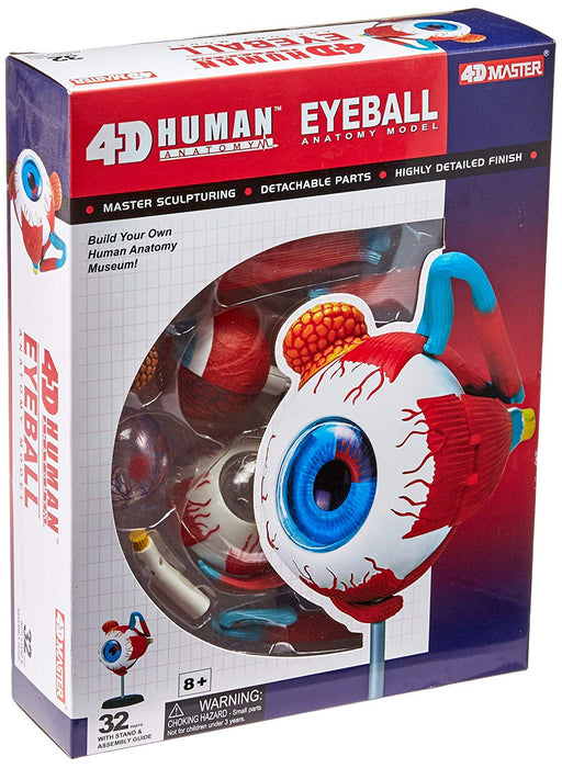 EYEBALL ANATOMY MODEL