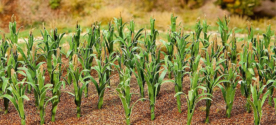 Noch  181250 Maize Plants Ho Scale