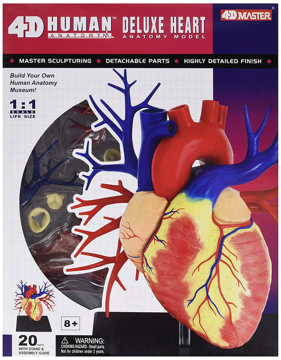 HEART ANATOMY MODEL