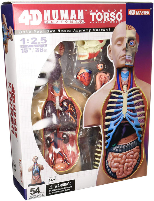 SUPER DELUXE TORSO ANATOMY MODEL