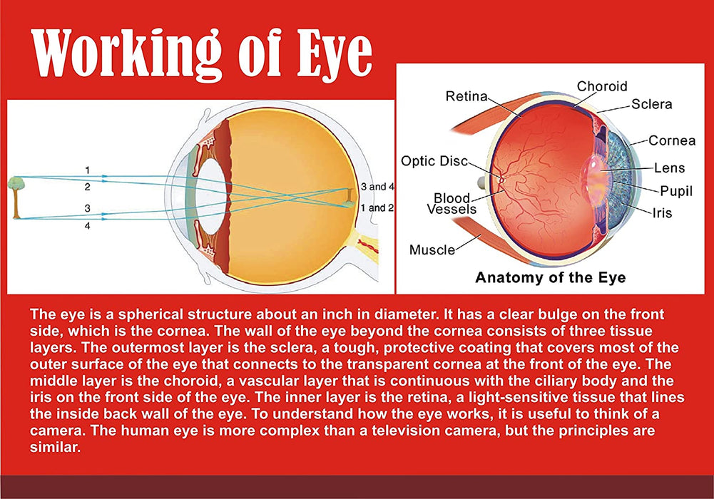 Working Of Eye