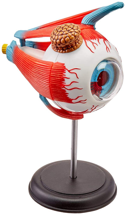 EYEBALL ANATOMY MODEL