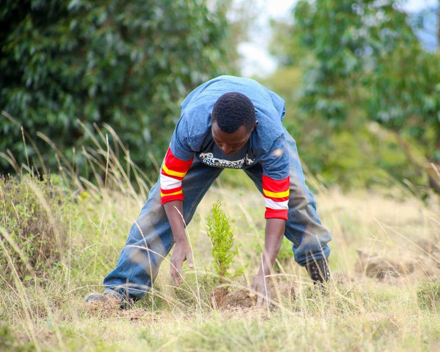 Just $1 plants 1 tree Campaign