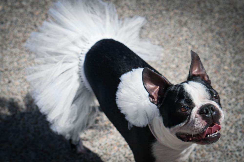 White Bridal Dog Tutu Skirt | XS-XXXL