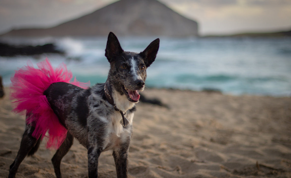 Hot Pink Dog Tutu Skirt | XS-XXXL