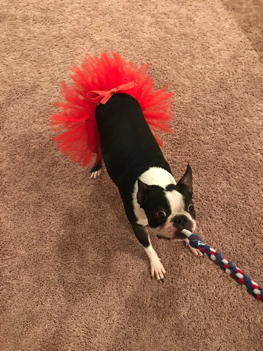 Red Christmas Dog Tutu Skirt | XS-XXXL