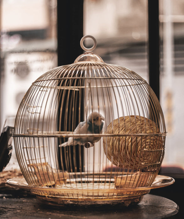 Oval Woven Bird Nest Cage | Natural Grass Hideaway Bird Hut, Safe For All Birds