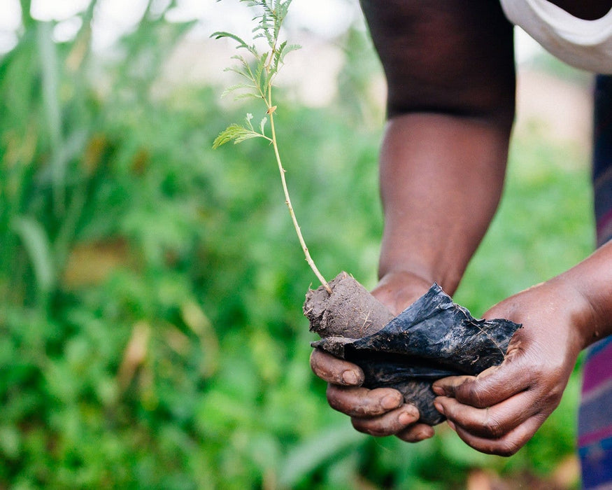 Just $1 plants 1 tree Campaign