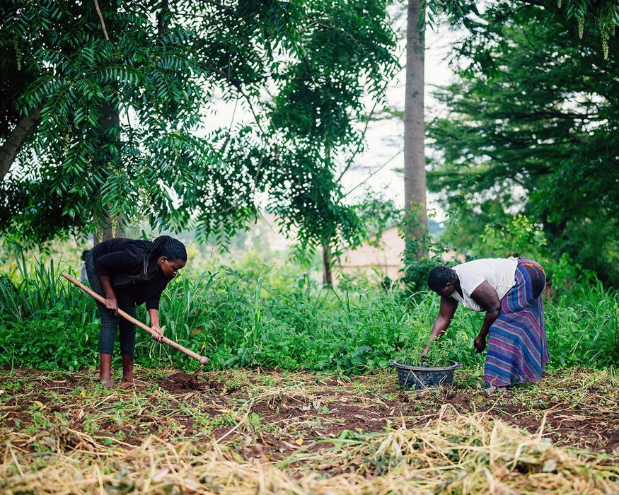 Just $1 plants 1 tree Campaign
